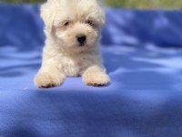 KAR BEYAZ MALTESE KÖPEĞİ
