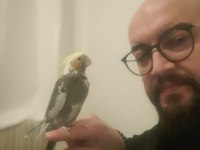 Yavru Sultan Papağanı Elle Besleme Ve Özel Bakım