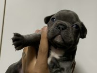 BLUE FRENCH BULLDOG BEBEKLER