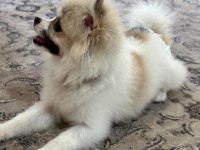 POMERANİAN BOO DİŞİ KÖPEĞİMİZ