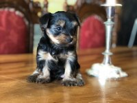 Ankaranın en güzel tea cup yorkshire terrier leri