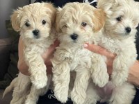 F2 Maltipoo Yavruları