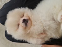 Pomeranian boo köpeği