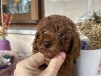 Toy poodle 2 aylık erkek aşılı tuvalet eğitimli
