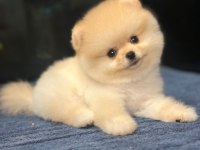 POMERANİAN BOO BEBEKLER