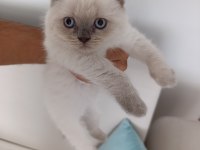 Çok Uyguna Vereceğim Yavru Scottish Fold