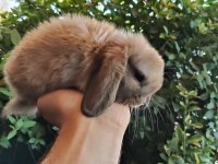 ORJİNAL CÜCE VE MİNİ LOP TAVŞANLARIMIZ NETHERLAND DWARF