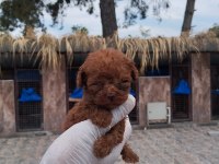 Kore Poodle Teacup Kg Garantili