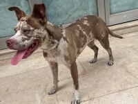 6 aylık merle color köpeğimiz