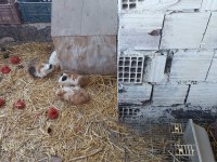 Ginepig yavruları ve anneleri hepsi sahiplendirilecektir