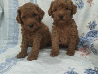 Kaliteli Poodle Yavrularimiz