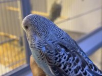 Show jumbo erkek muhabbet kuşu bebek yavru