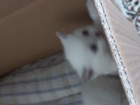 Yavru british shorthair mama yiyorlar tuvalet eğitimi var
