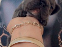 Rezerve yavru french bulldog