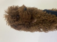 4 aylık dişi Toy Poodle