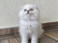 Minik sevimli ayıcık british longhair oğlum