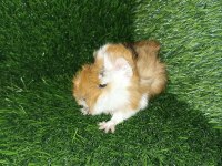 Guinea Pig Yavrular Aynı Gün Set Halinde Teslim Edilir