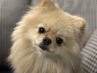Minyatür pomeranian wc eğitimli uyumlu uysal
