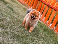 Ayı surat pomeranian boo erkek a kalite