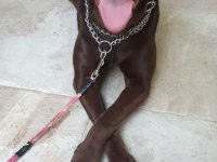 labrador chocolate BELLAya yuva arıyoruz