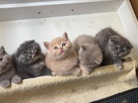 British shorthair ve scottish fold yavrularımız