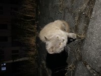 Ücretsiz british shorthair sahiplendirme sokakta bulundu