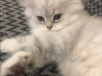 Minik Prenses Kediler