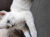 Evin neşesi British Shorthair