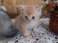 Birbirinden minnoş british shorthair bebişlere yuva