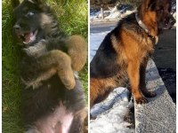 Alman kurdu her ile güvenle gönderim sağlayacak
