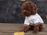 Toy poodle yavrularımız