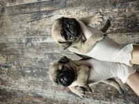 HARIKA KALITEDE PUG MOBS YAVRULARIMIZ