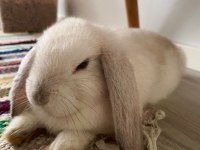 LOP TAVŞANLAR GÜN İÇİ GÖNDERİM MEVCUT