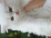 British longhair pendik beyaz