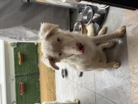 Duyma engelli border collie yavrumuza yuva arıyoruz.