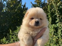 ORİJİNAL A KALİTE CHOW CHOW YAVRULAR