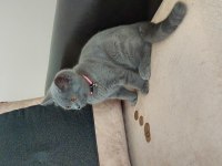 British shorthair dişi yavru