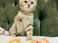 Güzel golden tabby bir prenses kedimiz bırakıyorum buraya