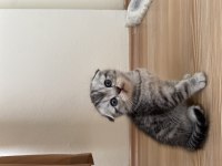 1 buçuk aylık kırık kulak scottish fold