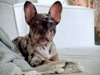 AŞILI ISABELLA VE FLUFFY TAŞIYICI ERKEK FRENCH BULLDOG