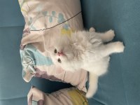 Minik british longhair kullanılmamış eşyaları ile