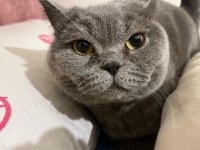 British shorthair 4 yaşında