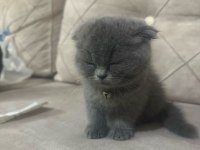 2 aylık scottish Fold dişi yavrumuz