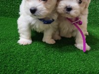 Show Kalite Tea Cup Kore Kan Maltese Yavrularımız
