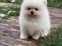 Üst kalite ayı surat Pomeranian boo yavrular