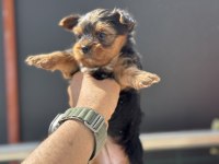 Petmode köpek çiftliğinden tea cup yorkshire