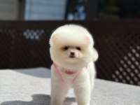 Sağlık ve ırk garantili Pomeranian boo köpeği
