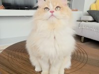 British Longhair Kedilerim