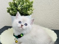 British Shorthair Lynx Point Yavrular