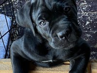 2 aylık safkan Cane Corso yavrularım